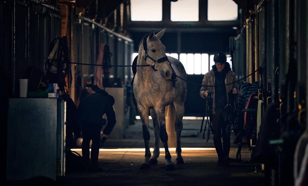 cai în grajdurile Domeniului Herneacova