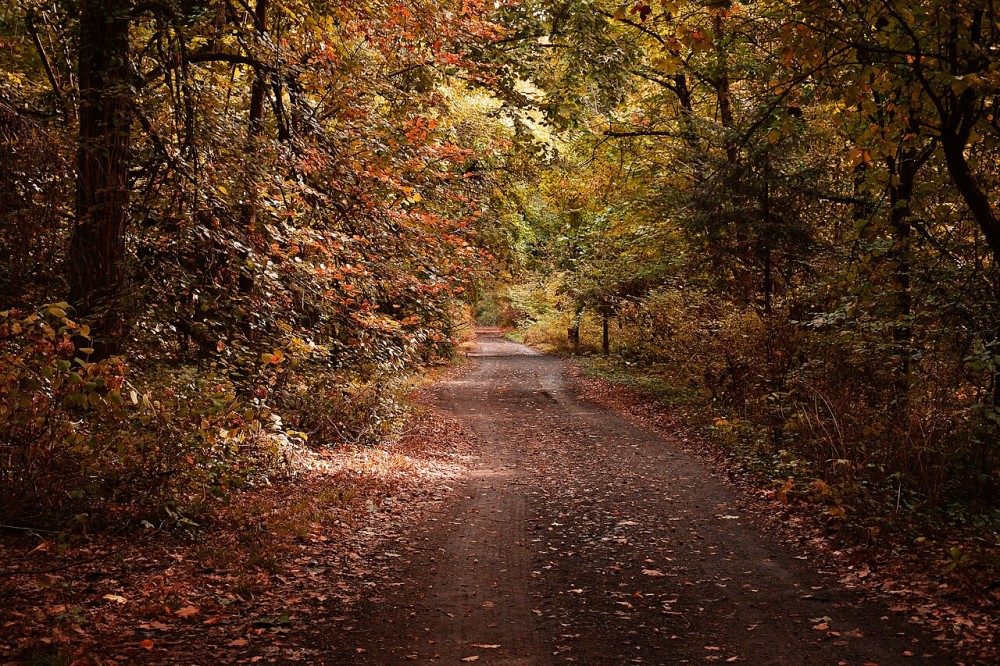 Imagine din Parcul Dendrologic Bazoș