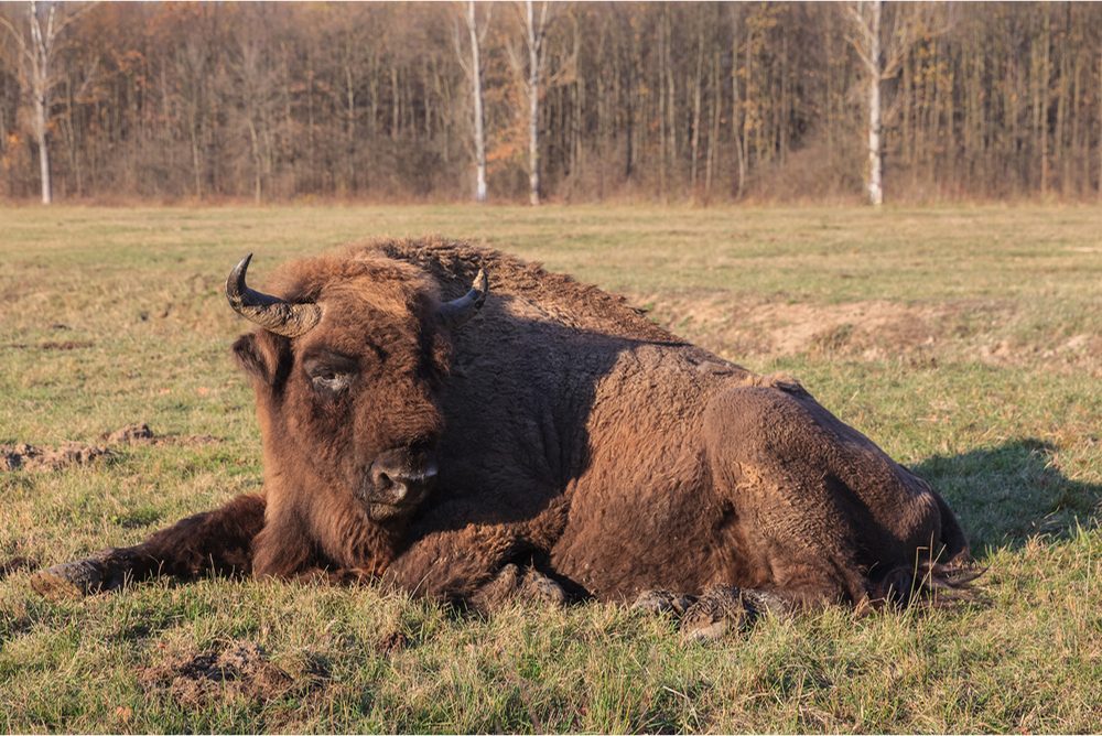Zimbru european în pădurile românești