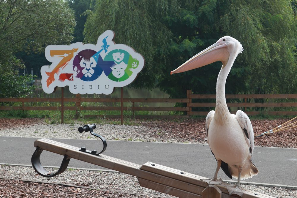 Zoo