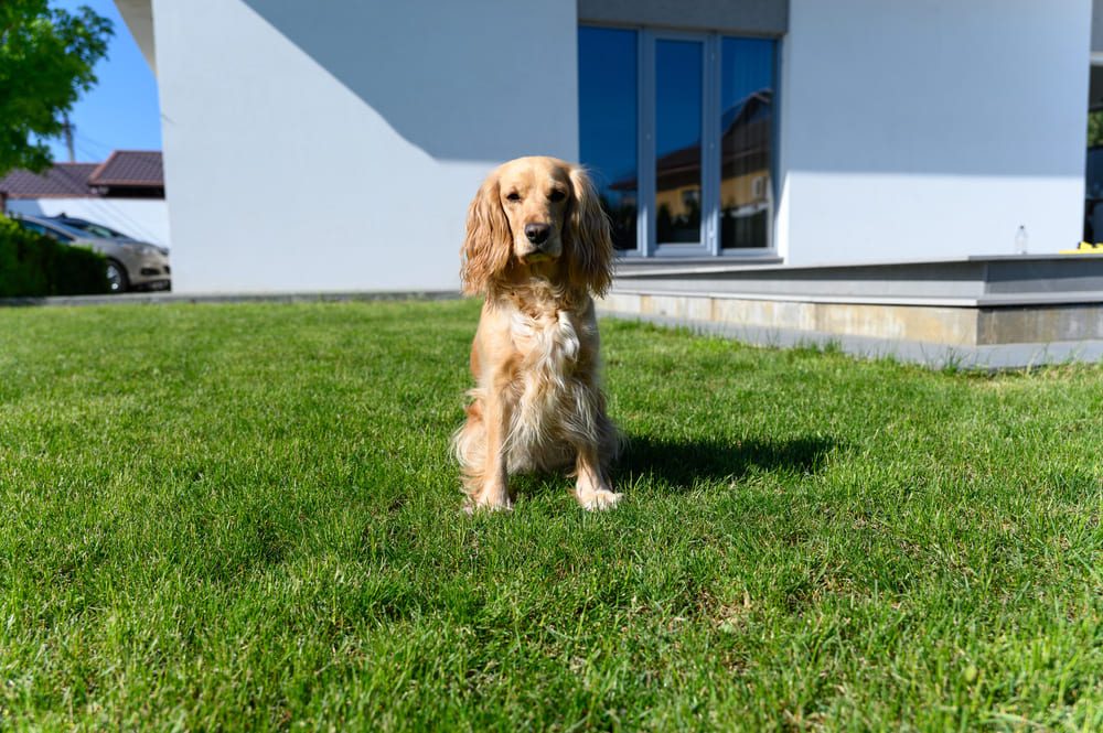 Multe unități de cazare au spații exterioare pentru animalele de companie
