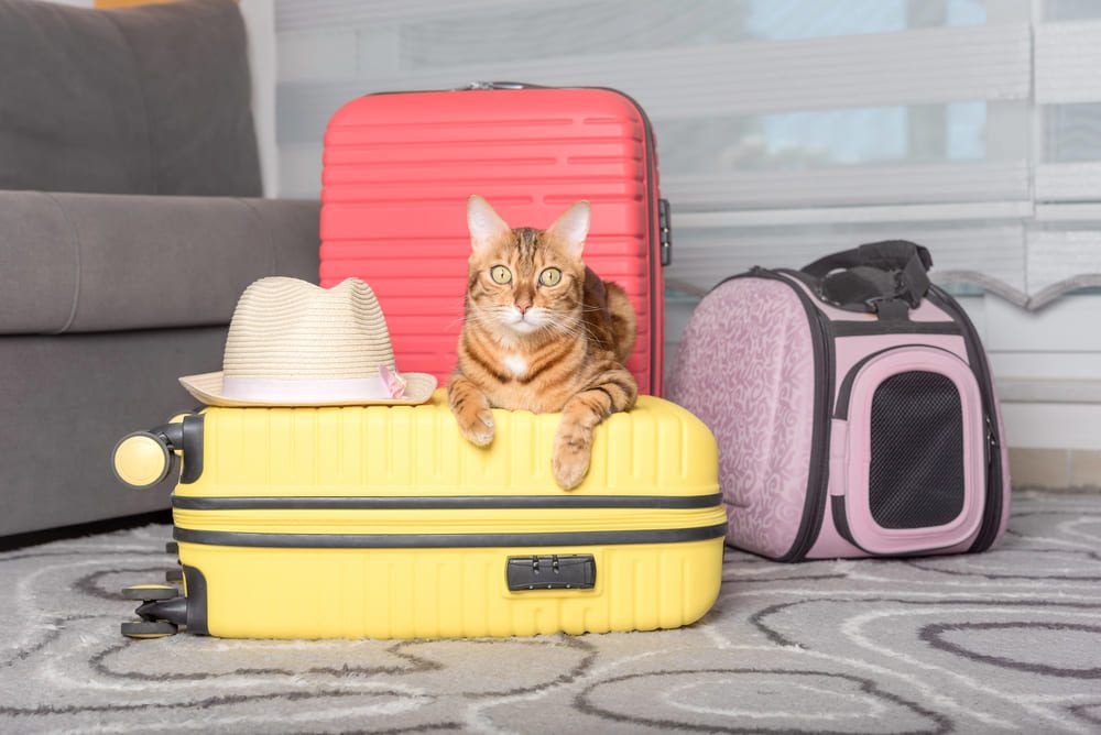 Pregătirile de vacanță trebuie să includă și nevoile animalului de companie