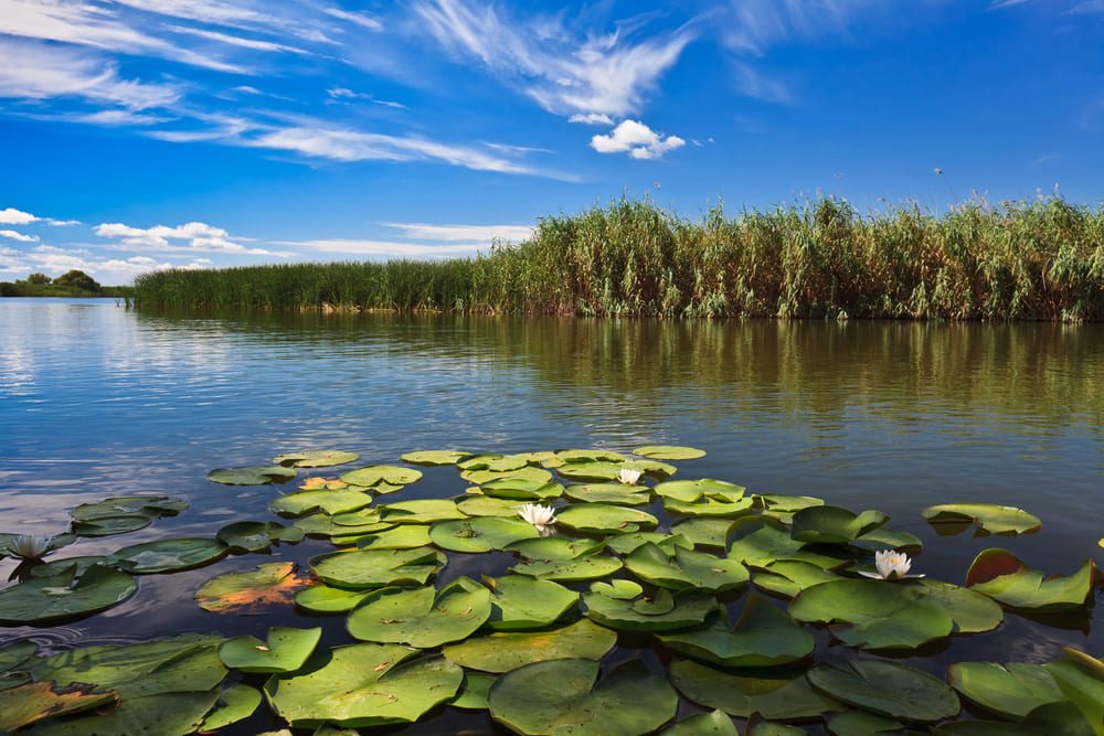 Delta Dunării