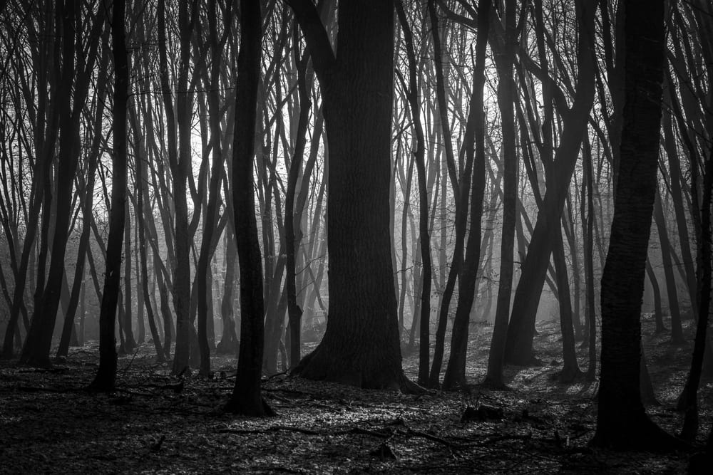 Peisaj misterios din pădurea Hoia-Baciu